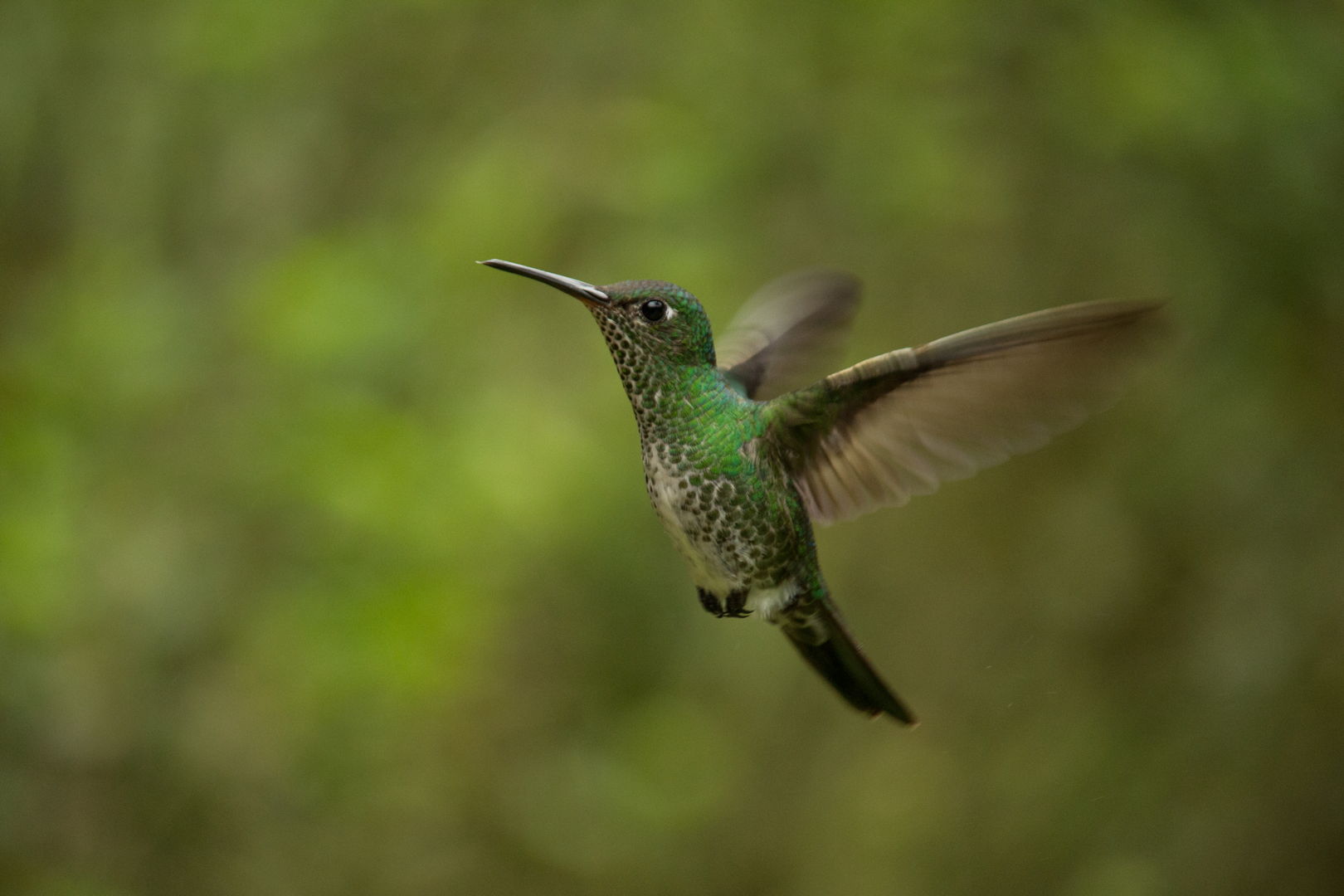 Many-spotted hummingbird - CRJ - IMG_9783 - Crees Manu