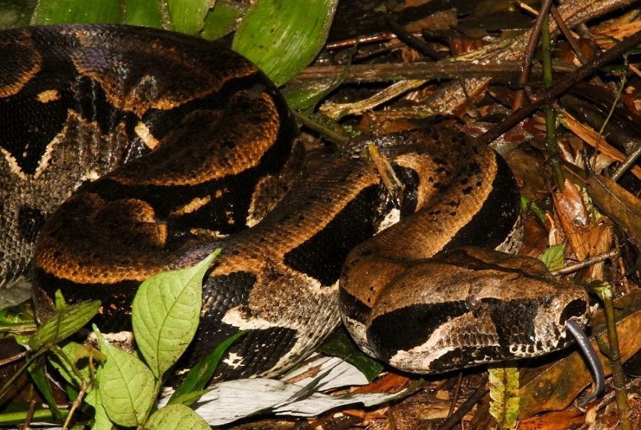 Discovering An Immense Boa Constrictor In Manu Rainforest Crees Manu