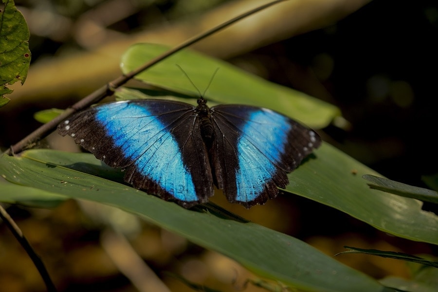 Morpho Butterfly Amazon Rainforest Peru Crees Foundation Crees Manu