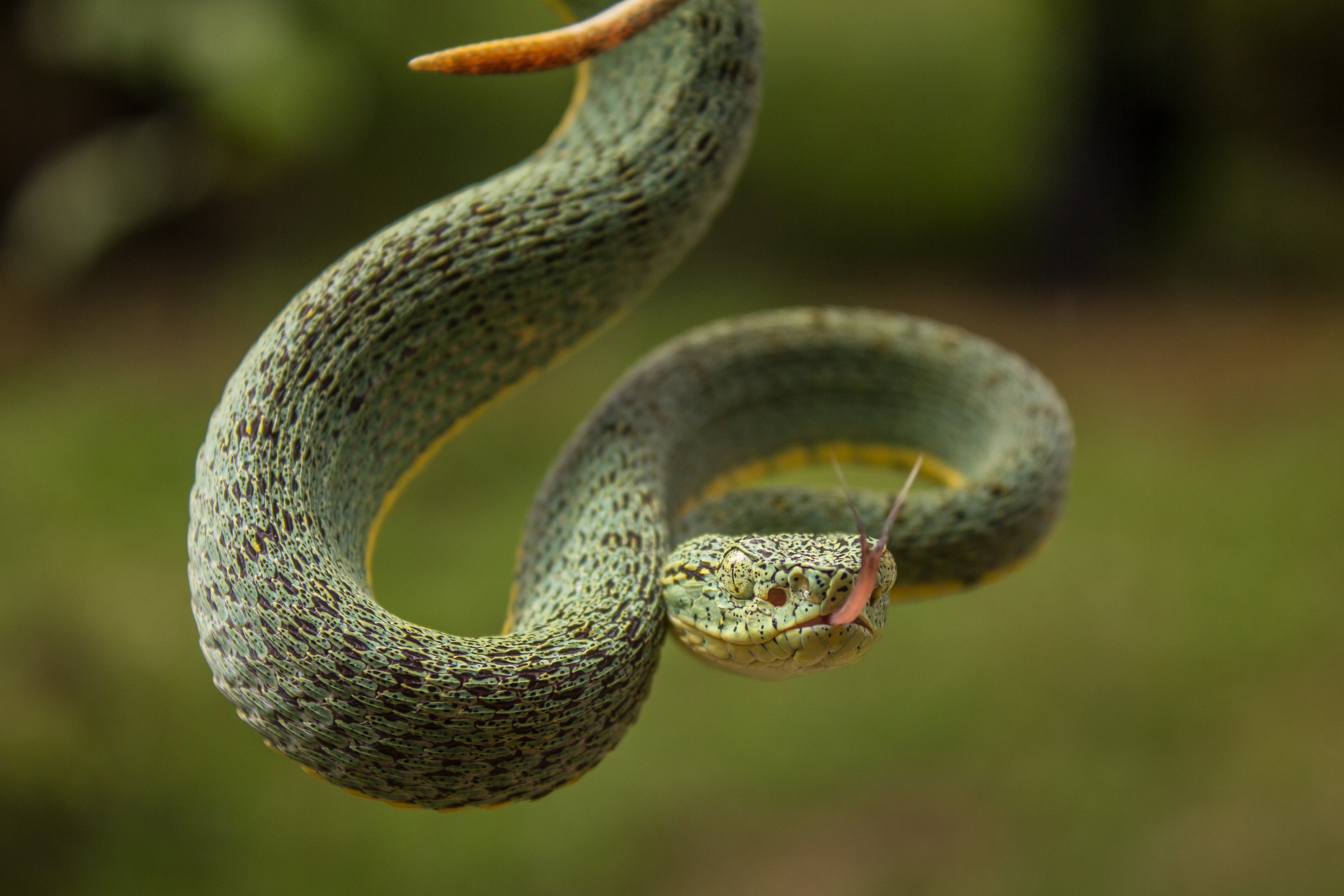 Snake At The Mlc - Bothriopsis Bilineata - Crees Manu