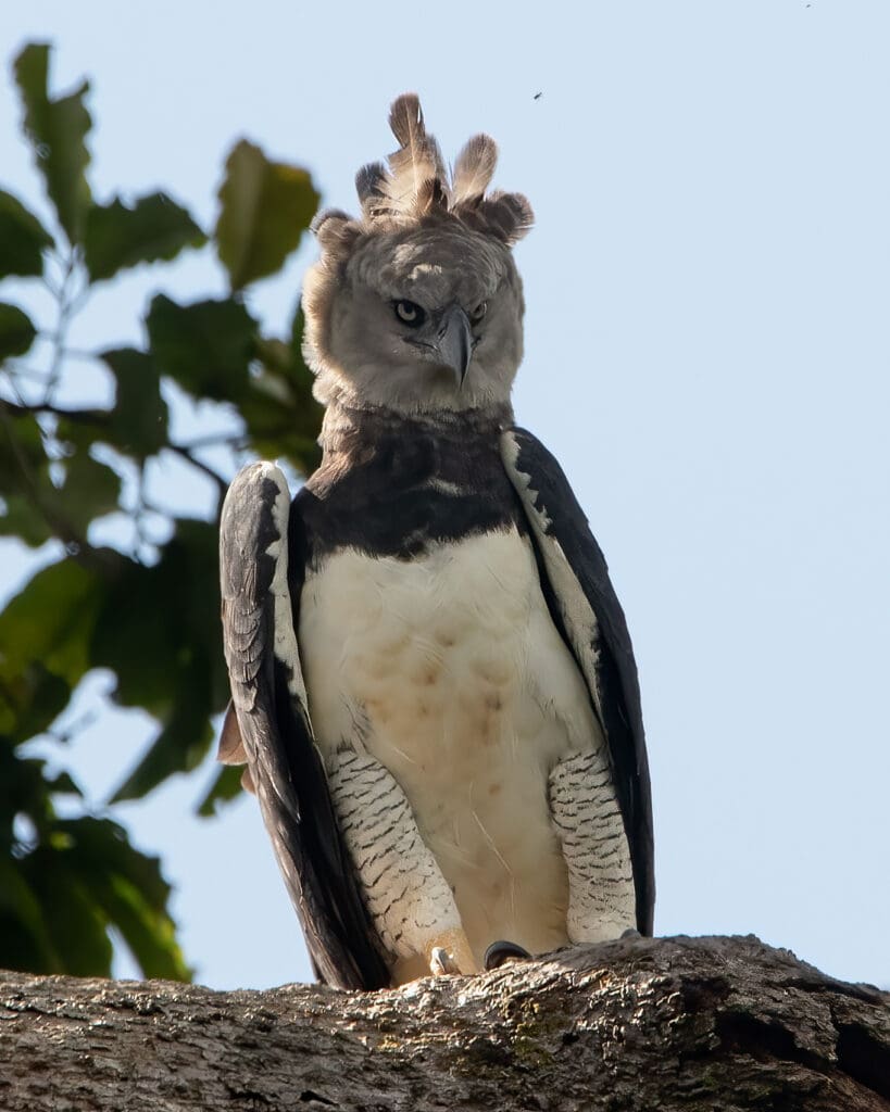 Harpy eagles could be under greater threat than previously thought